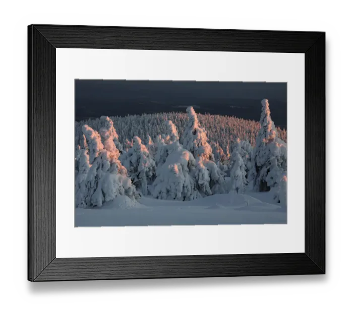 Framed Print : Norway Spruce(Picea abies) forest in snow at sunset, Brocken, Harz, Germany Framed Print : Norway Spruce(Picea abies) forest in snow at sunset, Brocken, Harz, Germany
