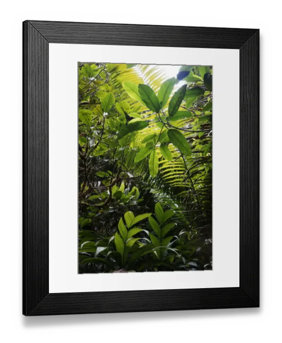Framed Print : Rainforest interior, Costa Rica Framed Print : Rainforest interior, Costa Rica