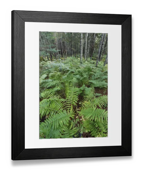 Framed Print : Cinnamon Fern (Osmunda cinnamomea) group in forest, Nova Scotia, Canada Framed Print : Cinnamon Fern (Osmunda cinnamomea) group in forest, Nova Scotia, Canada