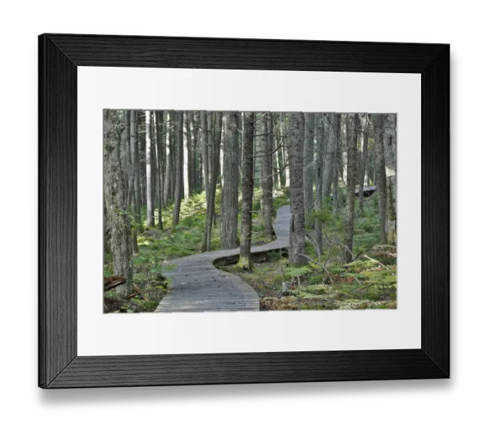 Framed Print : Canadian Hemlock (Tsuga canadensis) old growth forest and trail, Kejimkujik National Park Framed Print : Canadian Hemlock (Tsuga canadensis) old growth forest and trail, Kejimkujik National Park