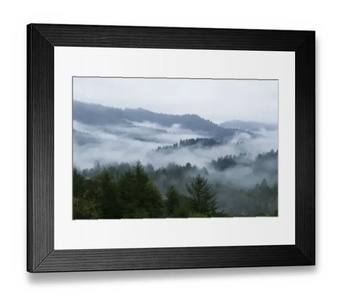 Framed Print : Coast Redwood (Sequoia sempervirens) forest in fog, Pescadero Creek County Park Framed Print : Coast Redwood (Sequoia sempervirens) forest in fog, Pescadero Creek County Park