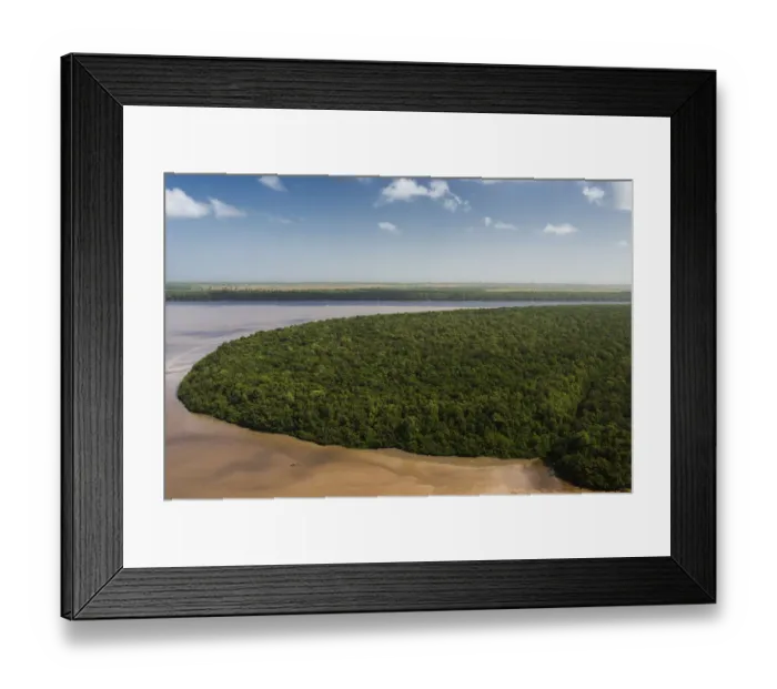 Framed Print : Mangrove (Rhizophora sp) forest, Georgetown, Guyana Framed Print : Mangrove (Rhizophora sp) forest, Georgetown, Guyana