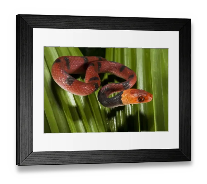 Framed Print : Banded Tree Snake (Tripanurgos compressus), Yasuni National Park, Amazon Rainforest Framed Print : Banded Tree Snake (Tripanurgos compressus), Yasuni National Park, Amazon Rainforest