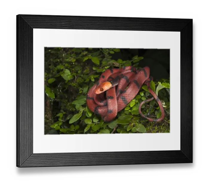 Framed Print : Banded Tree Snake (Tripanurgos compressus), Yasuni National Park, Amazon Rainforest Framed Print : Banded Tree Snake (Tripanurgos compressus), Yasuni National Park, Amazon Rainforest