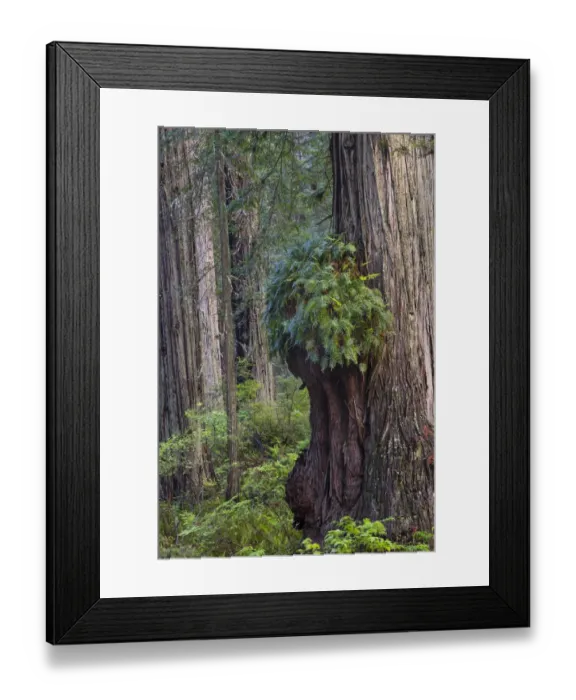 Framed Print : Coast Redwood (Sequoia sempervirens) burr, Redwood National Park, California Framed Print : Coast Redwood (Sequoia sempervirens) burr, Redwood National Park, California