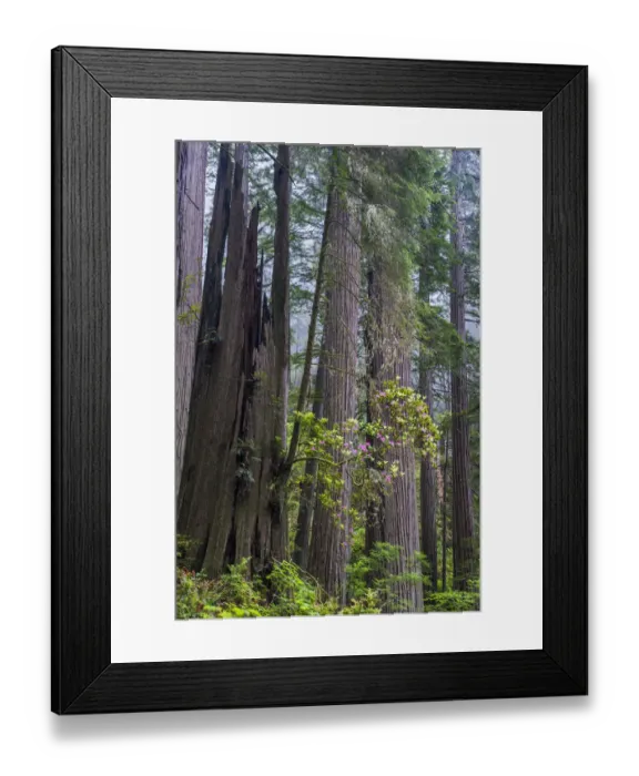 Framed Print : Coast Redwood (Sequoia sempervirens) trees and Pacific Rhododendron (Rhododendron macrophyllum) Framed Print : Coast Redwood (Sequoia sempervirens) trees and Pacific Rhododendron (Rhododendron macrophyllum)
