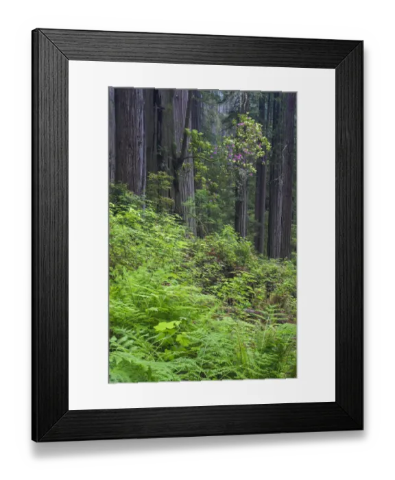 Framed Print : Pacific Rhododendron (Rhododendron macrophyllum) flowering in old growth Coast Redwood Framed Print : Pacific Rhododendron (Rhododendron macrophyllum) flowering in old growth Coast Redwood