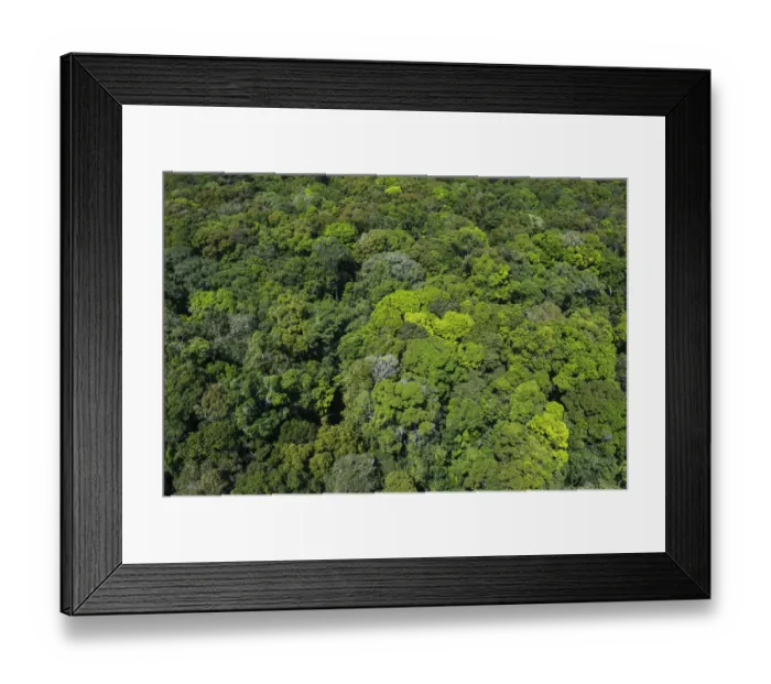 Framed Print : Rainforest canopy, Rupununi, Guyana Framed Print : Rainforest canopy, Rupununi, Guyana