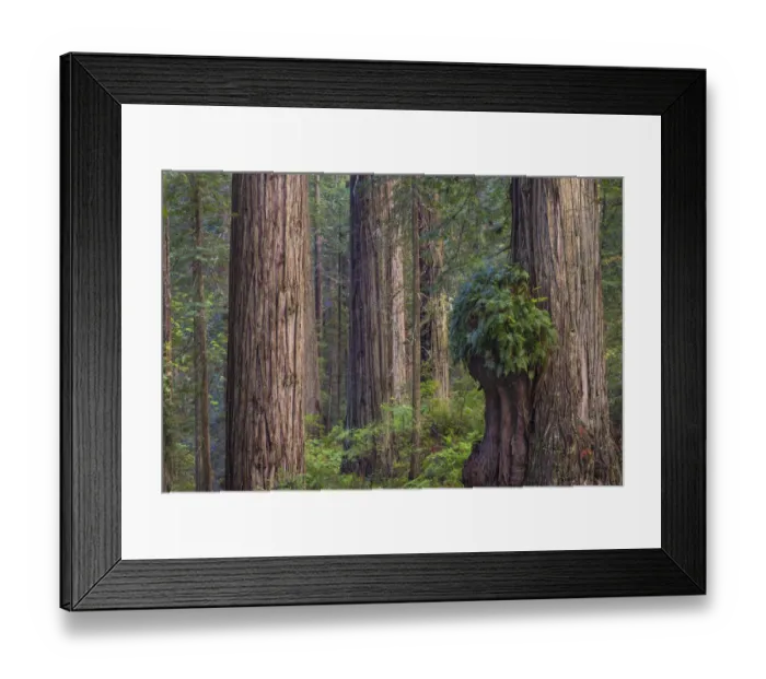 Framed Print : Coast Redwood (Sequoia sempervirens) burr, Redwood National Park, California Framed Print : Coast Redwood (Sequoia sempervirens) burr, Redwood National Park, California