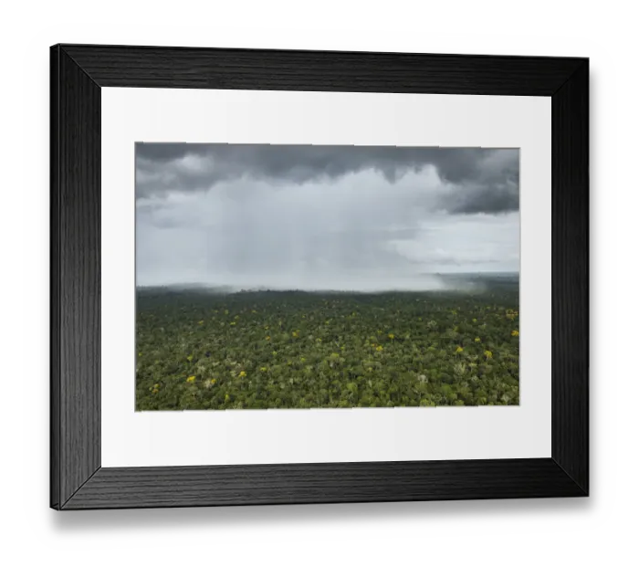 Framed Print : Rain falling over rainforest, Essequibo River, Rupununi, Guyana Framed Print : Rain falling over rainforest, Essequibo River, Rupununi, Guyana