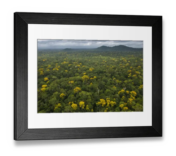 Framed Print : Rainforest canopy showing flowering trees, Guyana Framed Print : Rainforest canopy showing flowering trees, Guyana