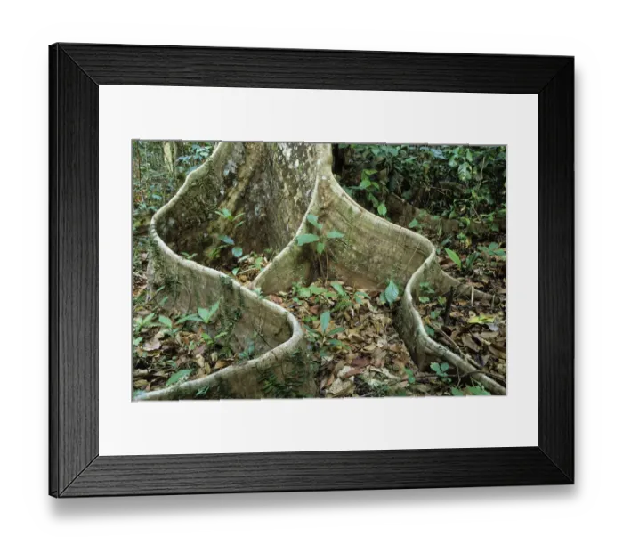 Framed Print : Buttress root in rainforest, Havelock Island, Andaman Islands, India Framed Print : Buttress root in rainforest, Havelock Island, Andaman Islands, India