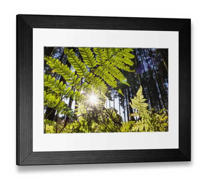 Framed Print : Lady Fern (Athyrium filix-femina) in forest, Upper Bavaria, Germany Framed Print : Lady Fern (Athyrium filix-femina) in forest, Upper Bavaria, Germany