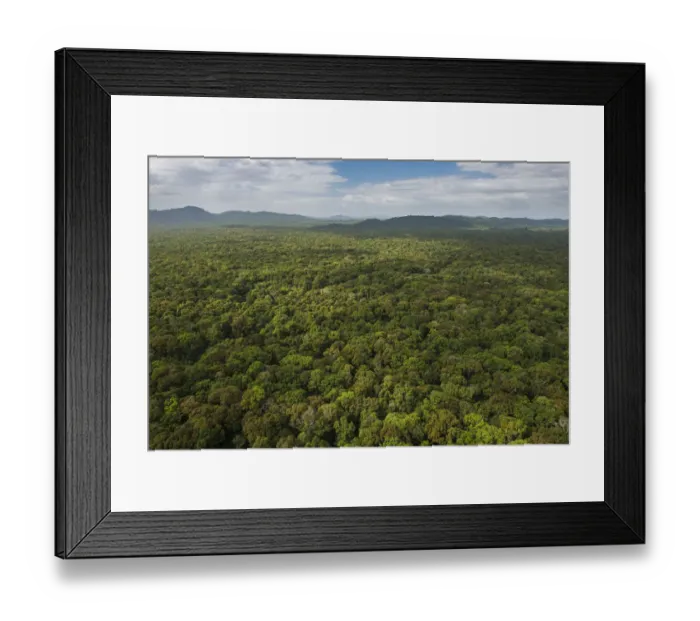 Framed Print : Rainforest canopy, Rupununi, Guyana Framed Print : Rainforest canopy, Rupununi, Guyana
