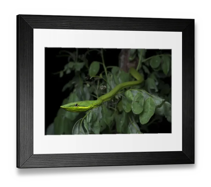 Framed Print : Green Vine Snake (Oxybelis fulgidus) on vegetation, Utila, Honduras Framed Print : Green Vine Snake (Oxybelis fulgidus) on vegetation, Utila, Honduras