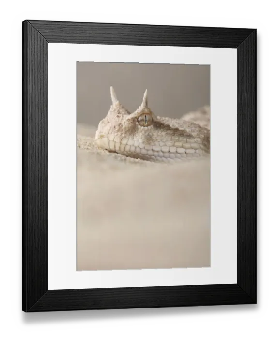 Framed Print : Portrait of a Horned Viper (Cerastes cerastes) Framed Print : Portrait of a Horned Viper (Cerastes cerastes)