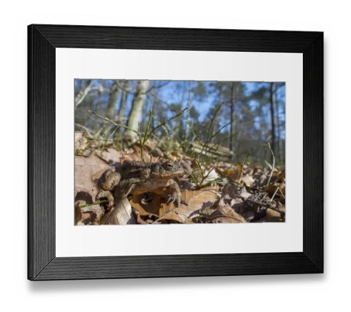 Framed Print : Common Toad (Bufo bufo) waking up after hibernation, Veluwe, The Netherlands Framed Print : Common Toad (Bufo bufo) waking up after hibernation, Veluwe, The Netherlands