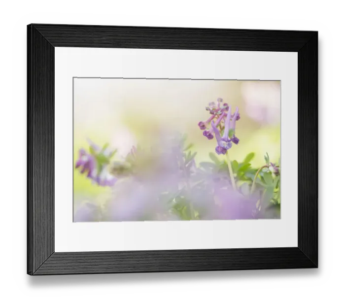 Framed Print : Flowering Fern-leaved Corydalis (Corydalis solida), Groningen, The Netherlands Framed Print : Flowering Fern-leaved Corydalis (Corydalis solida), Groningen, The Netherlands