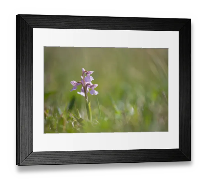 Framed Print : Common spotted orchid (Dactylorhiza maculata) is flowering in the field, Terschelling Framed Print : Common spotted orchid (Dactylorhiza maculata) is flowering in the field, Terschelling