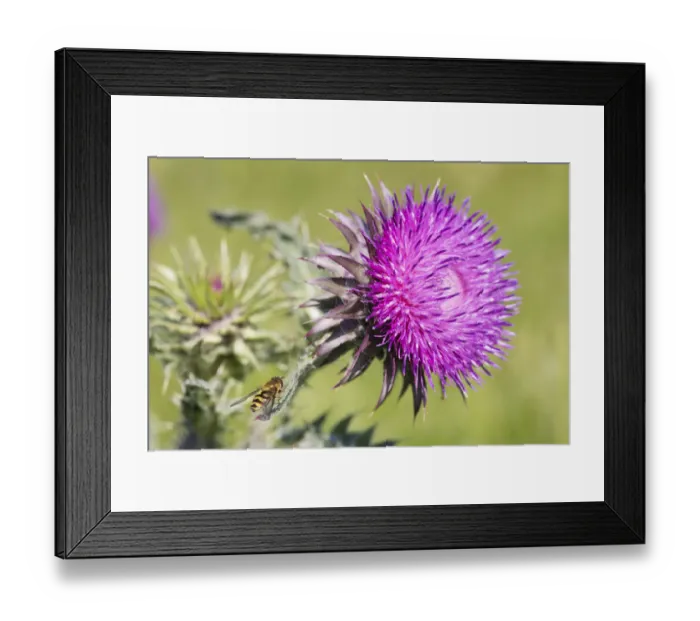Framed Print : Milk Thistle (Silybum marianum) flower with Hoverfly (Didea fasciata) settled on one of its leaves Framed Print : Milk Thistle (Silybum marianum) flower with Hoverfly (Didea fasciata) settled on one of its leaves