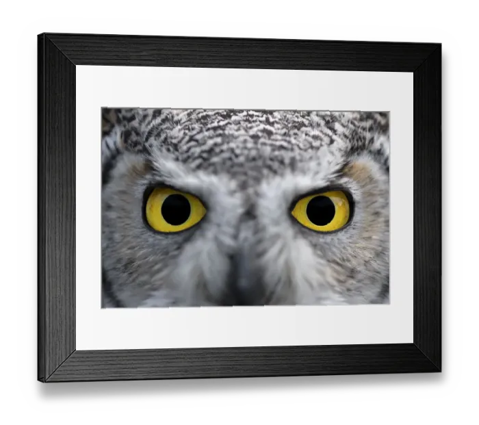 Framed Print : Northern Great Horned-owl (Bubo Virginianus subarticus) close-up eyes looking at camera Framed Print : Northern Great Horned-owl (Bubo Virginianus subarticus) close-up eyes looking at camera