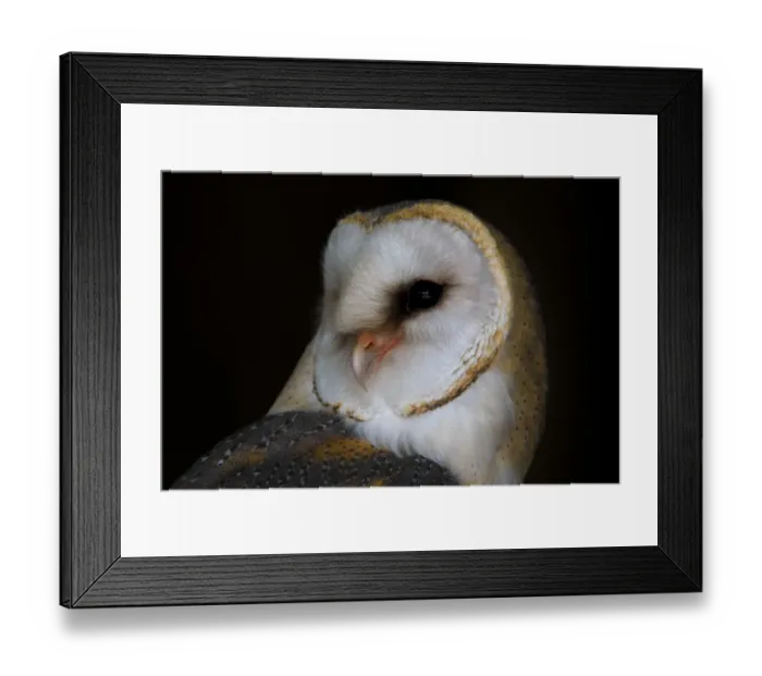Framed Print : Barn Owl (Tyto alba) portrait, looking over shoulder to camera, Kamperveen, Overijssel Framed Print : Barn Owl (Tyto alba) portrait, looking over shoulder to camera, Kamperveen, Overijssel