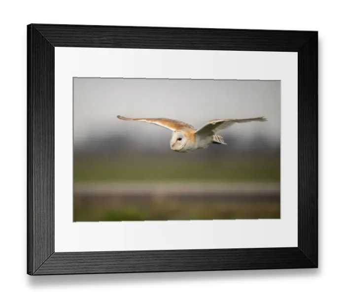 Framed Print : Barn Owl (Tyto Alba) in flight at daytime above the feelds, Kamperveen, Gelderland Framed Print : Barn Owl (Tyto Alba) in flight at daytime above the feelds, Kamperveen, Gelderland