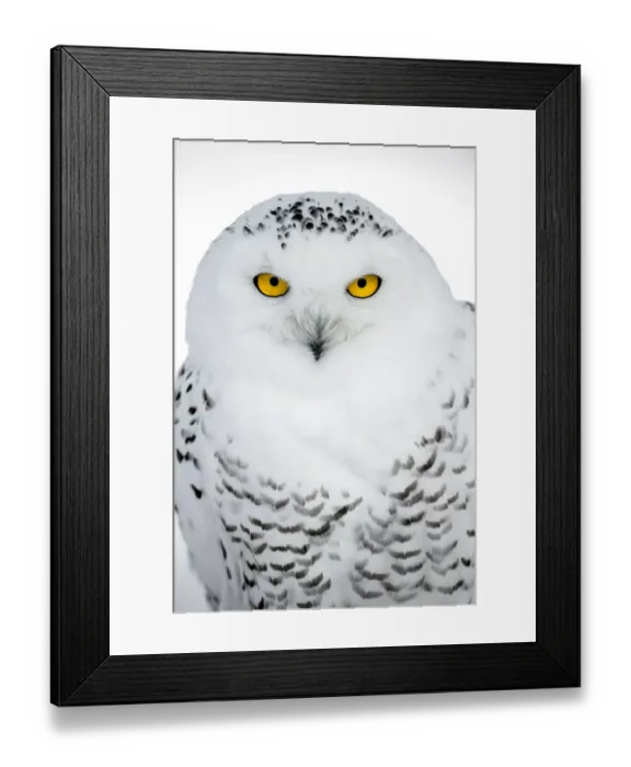 Framed Print : Snowy Owl (Bubo scandiacus) portrait looking at camera, the Netherlands Framed Print : Snowy Owl (Bubo scandiacus) portrait looking at camera, the Netherlands