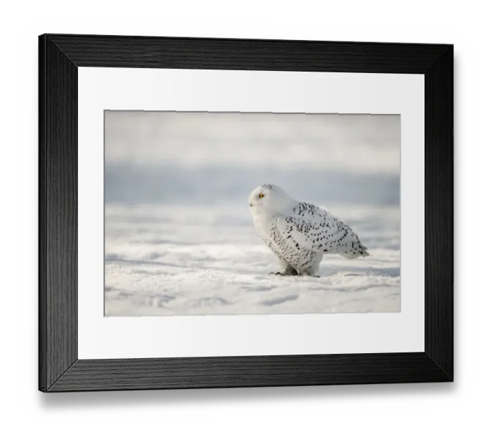 Framed Print : Snowy Owl (Bubo scandiacus) perched in the snow, the Netherlands Framed Print : Snowy Owl (Bubo scandiacus) perched in the snow, the Netherlands