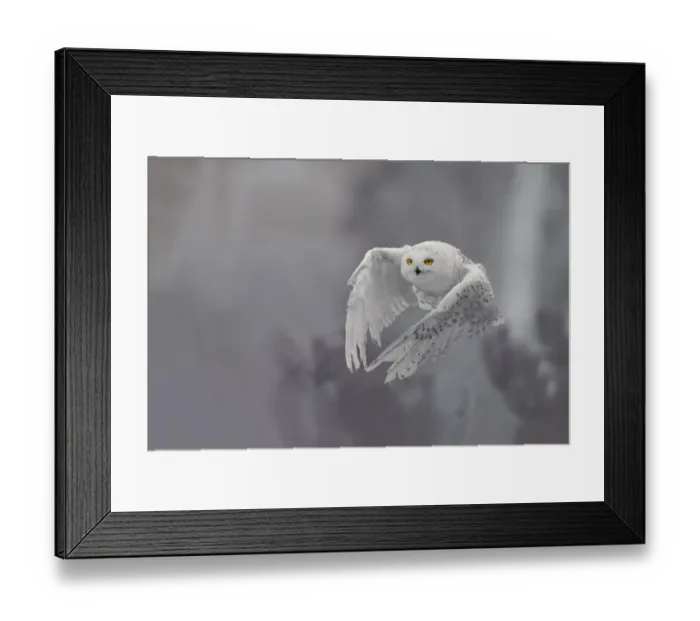 Framed Print : Snowy Owl (Bubo scandiacus) in flight, the Netherlands Framed Print : Snowy Owl (Bubo scandiacus) in flight, the Netherlands