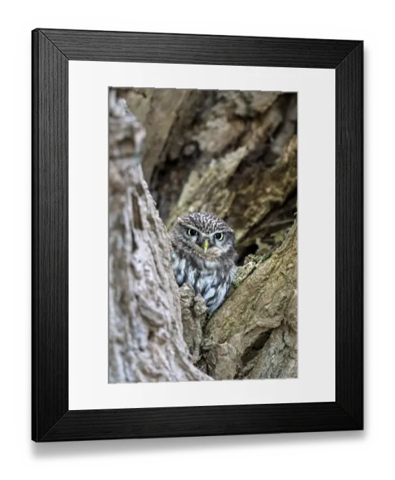 Framed Print : Little Owl (Athene noctua) hiding in old willow, Zalk, Overijssel, the Netherlands Framed Print : Little Owl (Athene noctua) hiding in old willow, Zalk, Overijssel, the Netherlands