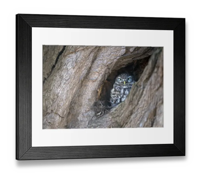 Framed Print : Little Owl (Athene Noctua) perched in a old willow looking at camera, Zalk, Overijssel Framed Print : Little Owl (Athene Noctua) perched in a old willow looking at camera, Zalk, Overijssel