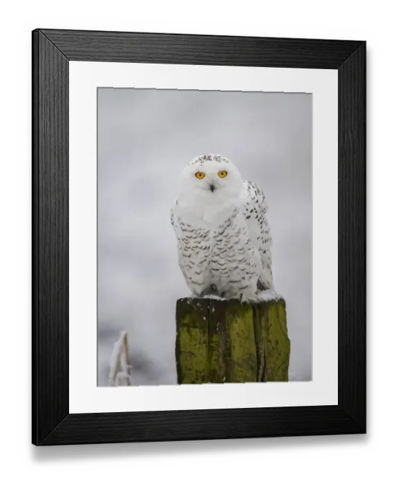 Framed Print : Snowy Owl (Bubo scandiacus) perched on a pole in the snow and looking at camera Framed Print : Snowy Owl (Bubo scandiacus) perched on a pole in the snow and looking at camera
