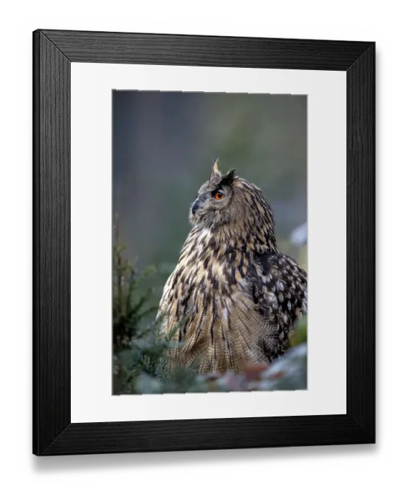 Framed Print : Eurasian Eagle Owl (Bubo Bubo) perched on the ground in a forest, Gelderland Framed Print : Eurasian Eagle Owl (Bubo Bubo) perched on the ground in a forest, Gelderland
