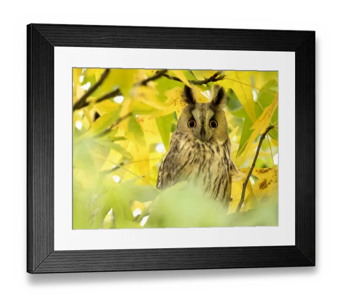 Framed Print : Long-eared Owl (Asio otus) perched on a branch looking at camera in the Netherlands Framed Print : Long-eared Owl (Asio otus) perched on a branch looking at camera in the Netherlands