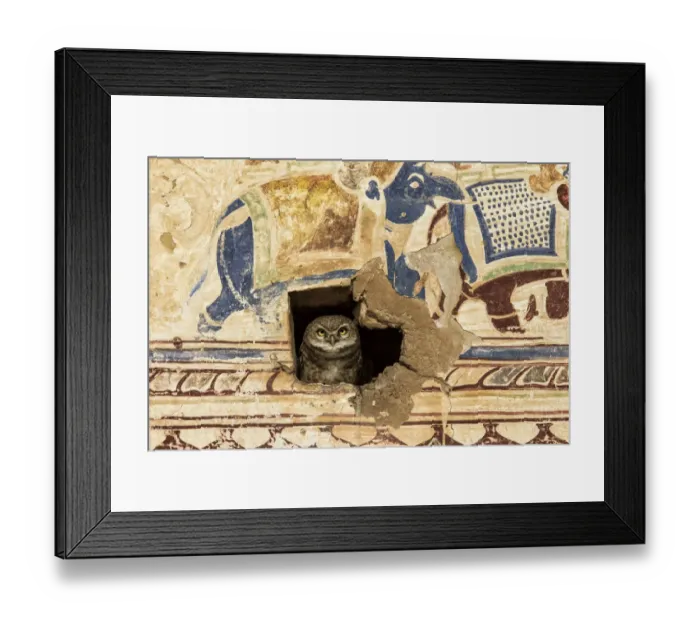 Framed Print : Spotted Owlet (Athena brama) peering through a hole in a wall covered with a mural Framed Print : Spotted Owlet (Athena brama) peering through a hole in a wall covered with a mural