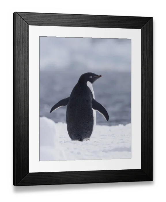 Framed Print : Adelie Penguin (Pygoscelis adeliae), Paulet Island, Antarctica Framed Print : Adelie Penguin (Pygoscelis adeliae), Paulet Island, Antarctica