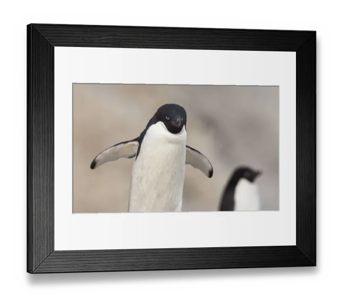 Framed Print : Adeie Penguins (Pygoscelis adeliae) on Paulet Island, Antarctica Framed Print : Adeie Penguins (Pygoscelis adeliae) on Paulet Island, Antarctica