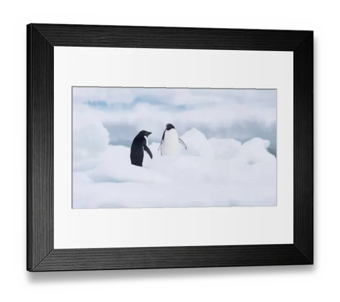 Framed Print : Two Adelie Penguins (Pygoscelis adeliae) standing on Paulet Island, Antarctica, Paulet Island Framed Print : Two Adelie Penguins (Pygoscelis adeliae) standing on Paulet Island, Antarctica, Paulet Island