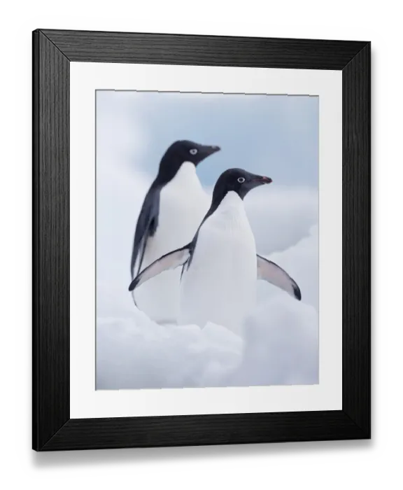 Framed Print : Two Adelie Penguins (Pygoscelis adeliae) standing on Paulet Island, Antarctica, Paulet Island