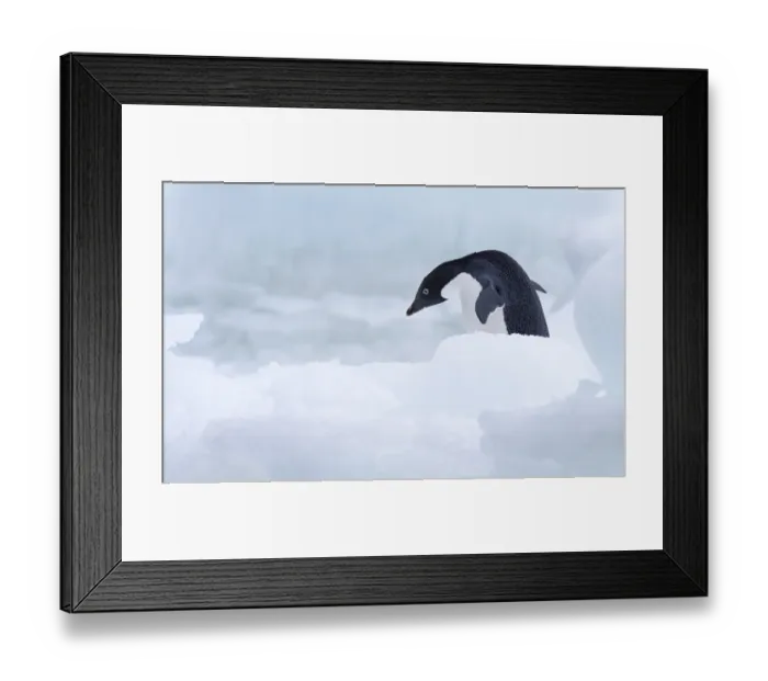 Framed Print : Adelie Penguin (Pygoscelis adeliae) walking, Paulet Island, Antarctica Framed Print : Adelie Penguin (Pygoscelis adeliae) walking, Paulet Island, Antarctica