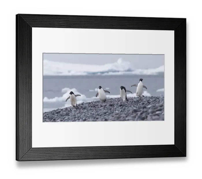 Framed Print : Group of four Adelie Penguins (Pygoscelis adeliae), Paulet Island, Antarctica Framed Print : Group of four Adelie Penguins (Pygoscelis adeliae), Paulet Island, Antarctica