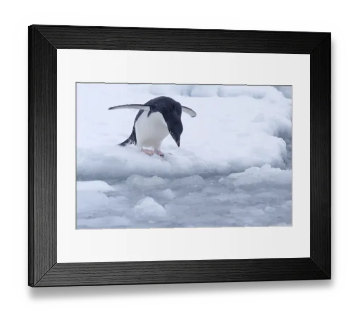 Framed Print : Adelie Penguin (Pygoscelis adeliae) looking for a safe spot to dive in near Esperanza Base Framed Print : Adelie Penguin (Pygoscelis adeliae) looking for a safe spot to dive in near Esperanza Base