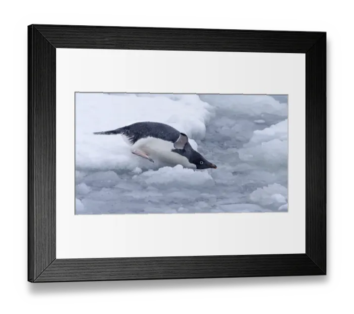 Framed Print : Adelie Penguin (Pygoscelis adeliae) gliding into the water, Esperanza Base, Antarctica Framed Print : Adelie Penguin (Pygoscelis adeliae) gliding into the water, Esperanza Base, Antarctica