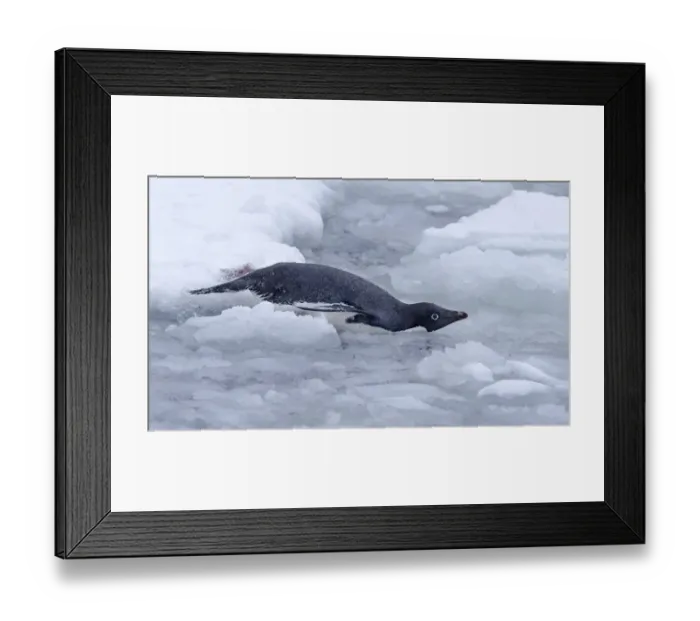 Framed Print : Adelie Penguin (Pygoscelis adeliae) carefully glides into the sea at Esperanza research station Framed Print : Adelie Penguin (Pygoscelis adeliae) carefully glides into the sea at Esperanza research station