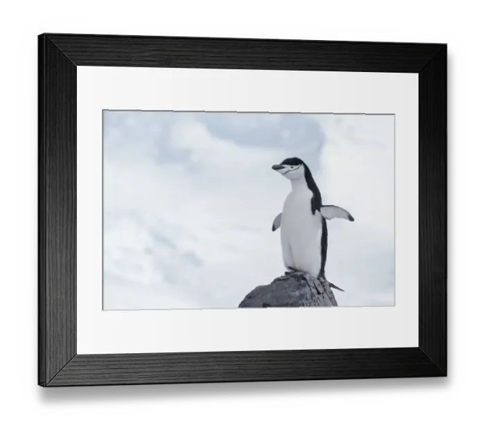 Framed Print : Chinstrap Penguin (Pygoscelis antarcticus) standing on top of a rock, Half Moon Island Framed Print : Chinstrap Penguin (Pygoscelis antarcticus) standing on top of a rock, Half Moon Island