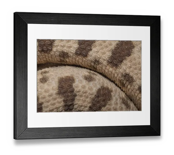 Framed Print : Close-up of the scales of a Horned Viper (Cerastes cerastes) Framed Print : Close-up of the scales of a Horned Viper (Cerastes cerastes)