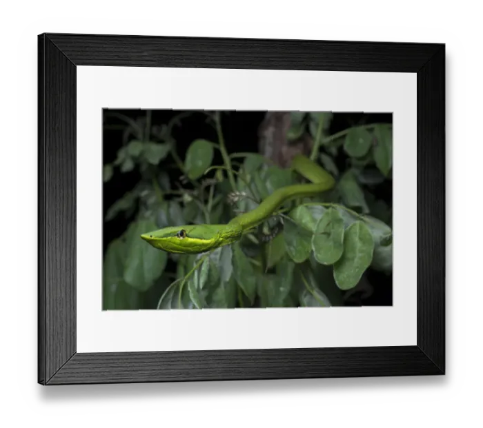 Framed Print : Green Vine Snake (Oxybelis fulgidus) on vegetation, Utila, Honduras Framed Print : Green Vine Snake (Oxybelis fulgidus) on vegetation, Utila, Honduras