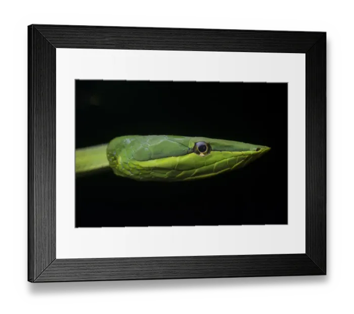 Framed Print : Green Vine Snake (Oxybelis fulgidus) close up, Utila, Honduras