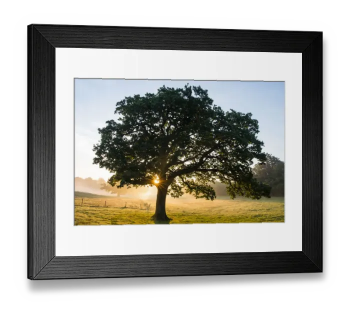 Framed Print : Oak tree (Quercus robur) at sunrise, Ashdown Forest, Sussex, United Kingdom Framed Print : Oak tree (Quercus robur) at sunrise, Ashdown Forest, Sussex, United Kingdom